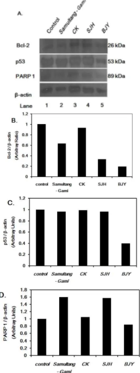 Fig. 7. The Effect of Samultang-Gami extracts on Bax in HeLa cells.