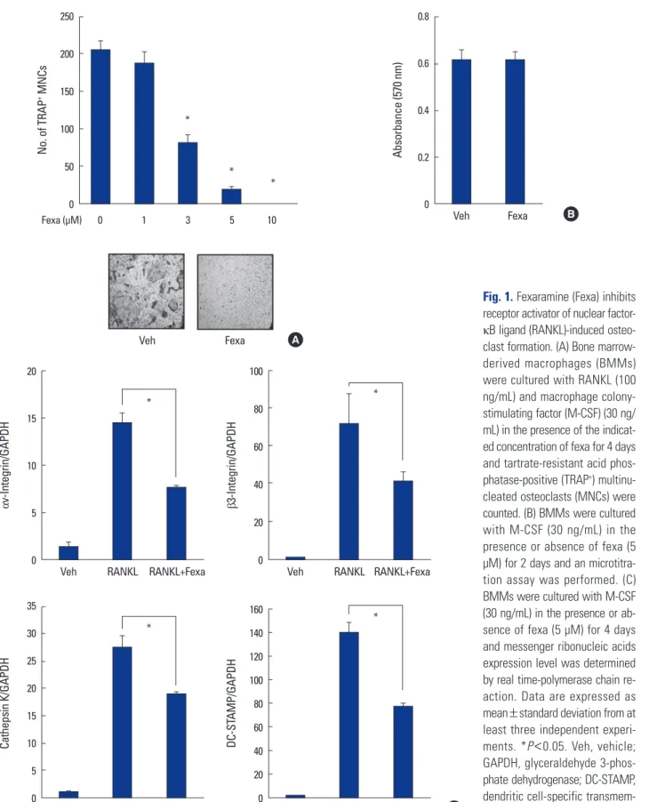 Fig. 1. Fexaramine (Fexa) inhibits  receptor activator of nuclear  factor-κB ligand (RANKL)-induced  osteo-clast formation