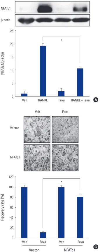 Fig. 3. Fexaramine (Fexa) inhibits receptor activator of nuclear  factor-κB ligand (RANKL)-induced expression of c-Fos and  nu-clear factor of activated T cells (NFATc1)