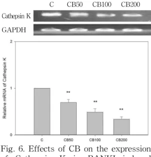 Fig. 5. Effects of CB on the expression of iNOS in RANKL-induced RAW 264.7 cells. C: RANKL (50 ng/㎖) CB50: RANKL (50 ng/㎖) + 50 ㎍/㎖ of CB CB100: RANKL (50 ng/㎖) + 100 ㎍/㎖ of CB CB200: RANKL (50 ng/㎖) + 200 ㎍/㎖ of CB **: p<0.01 vs C 5) Cathepsin K 발현에 미치