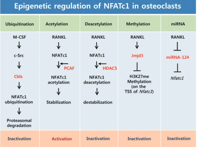 Fig. 2. Epigenetic regulation of nuclear factor-activated T cells c1 (NFATc1) in osteoclasts