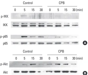 Fig. 5. Croton pycnanthus Benth. (CPB) suppressed the activation of  nuclear factor-kappa B (NF-κB) pathway, but did not affect the Akt  pathway