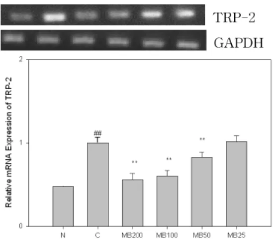 Fig. 7. Effects of MB on the expression of TRP-2 in B16F10 melanoma cells. N(Normal) : Vehicle C(Control) : α-MSH(10 μM) MB200 : α-MSH(10 μM) + MB 200 ㎍/㎖ MB100 : α-MSH(10 μM) + MB 100 ㎍/㎖ MB50 : α-MSH(10 μM) + MB 50 ㎍/㎖ MB25 : α-MSH(10 μM) + MB 25 ㎍/㎖ ## 