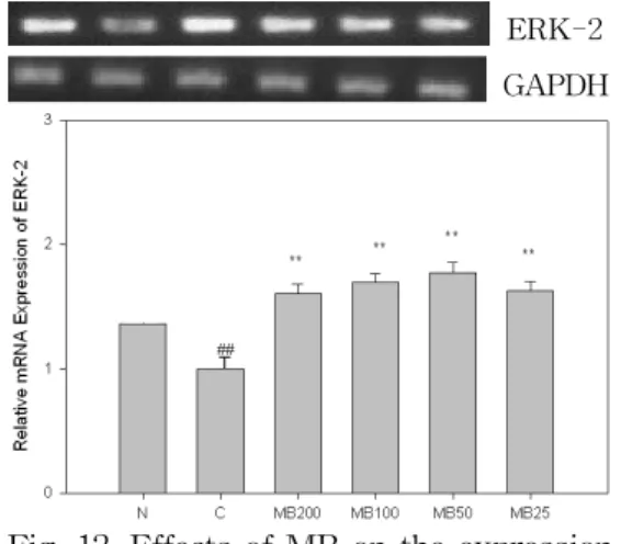 Fig. 11. Effects of MB on the expression of ERK-1 in B16F10 melanoma cells.