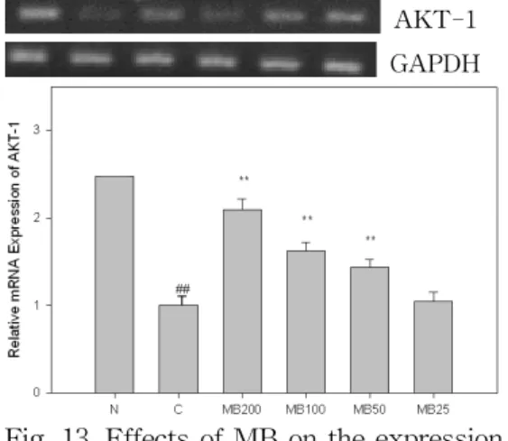Fig. 13. Effects of MB on the expression of AKT-1 in B16F10 melanoma cells.