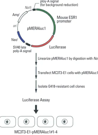 Fig. 1. Construction of the reporter plasmids used in this study.