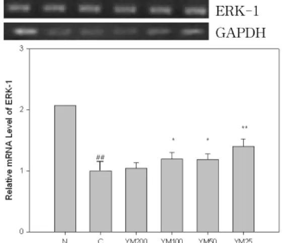 Fig. 9. Effects of YM on the expression of PKCβ  in B16F10 melanoma cells. N(Normal) : Vehicle C(Control) : α-MSH (10 μM) YM200 : α-MSH (10 μM) + 200 ㎍/㎖ of YM YM100 : α-MSH (10 μM) + 100 ㎍/㎖ of YM YM50 : α-MSH (10 μM) + 50 ㎍/㎖ of YM YM25 : α-MSH (10 μM) +