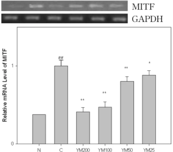 Fig. 12. Effects of YM on the expression of AKT-1 in B16F10 melanoma cells.