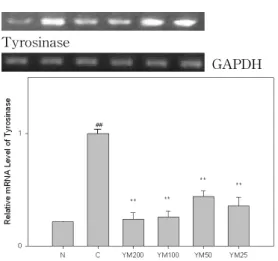 Fig. 5. Effects of YM on the expression of tyrosinase in B16F10 melanoma cells.