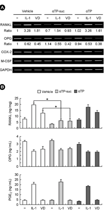 Fig. 3. Effects of alpha-tocopheryl succinate (αTP-suc) on  interleukin-1 (IL-1)-induced receptor activator of nuclear  factor-kappaB ligand (RANKL) expression in osteoblasts