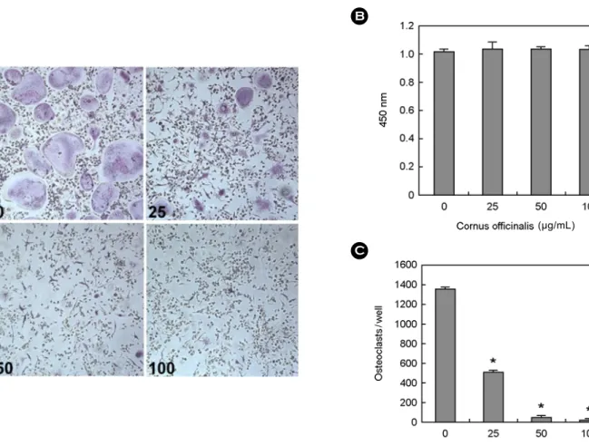 Fig. 1. Cornus officinalis inhibits osteoclast differentiation. (A) Bone marrow macrophages (BMMs) were cultured for 4 d with macrophage colony-stimulating factor (M-CSF; 30 ng/mL) and receptor activator of  nuclear factor-kappaB ligand (RANKL; 100 ng/mL) 