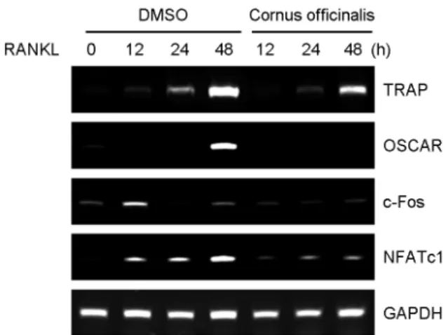 Fig. 4. Cornus officinalis inhibits receptor activator of nuclear  factor-kappaB ligand (RANKL) signaling pathways