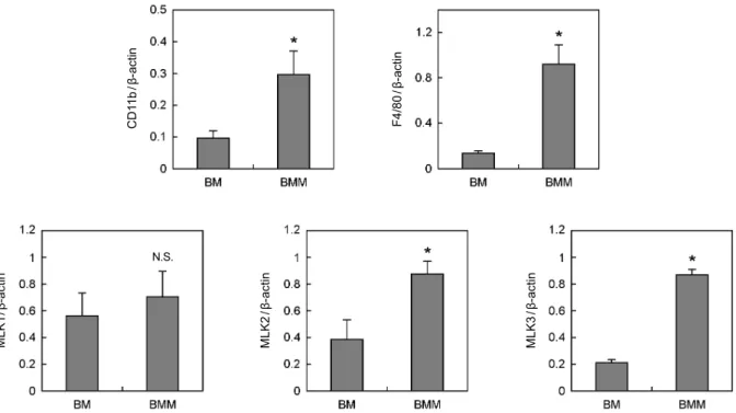 Fig. 3. Expression pattern of MLKs in BM and BMM. (A, B) Whole cell lysates were harvested from cultured cells and analyzed by RT-PCR