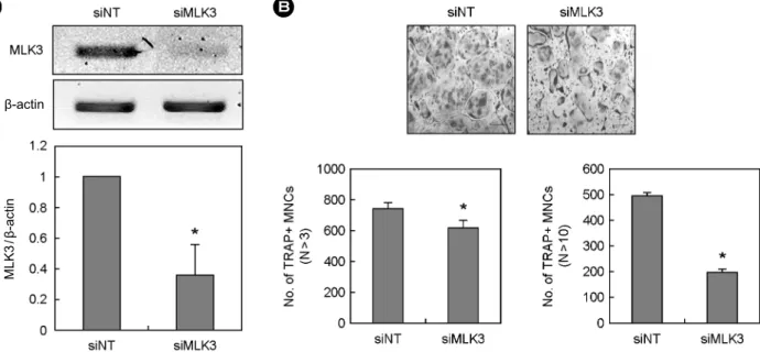 Fig. 4. Expression pattern of MLKs in BMM and OC. (A, B) Whole cell lysates were harvested from cultured cells and analyzed by  RT-PCR