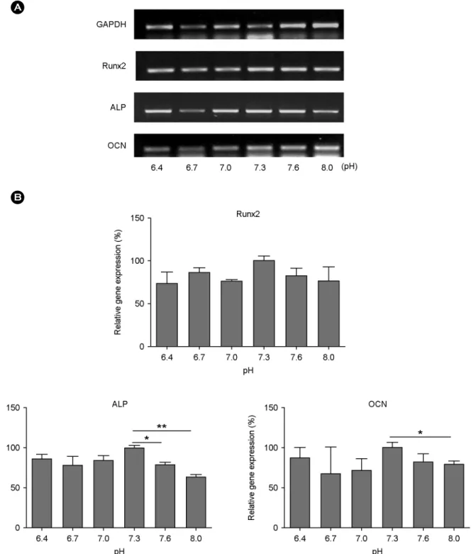 Fig. 5. The expression of  osteogenic-related molecules according to medium potential of hydrogen (pH)