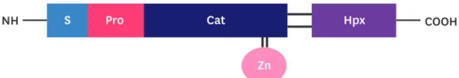 Figure 1. The domain structure of MMP3 (adapted from Visse and Nagase, 2003). The domain organization of  MMP3 includes S, Pro, Cat, Hpx