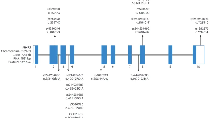 Figure 2. Schematic representatives of MMP3 gene with localisation of single nucleotide polymorphisms [43]