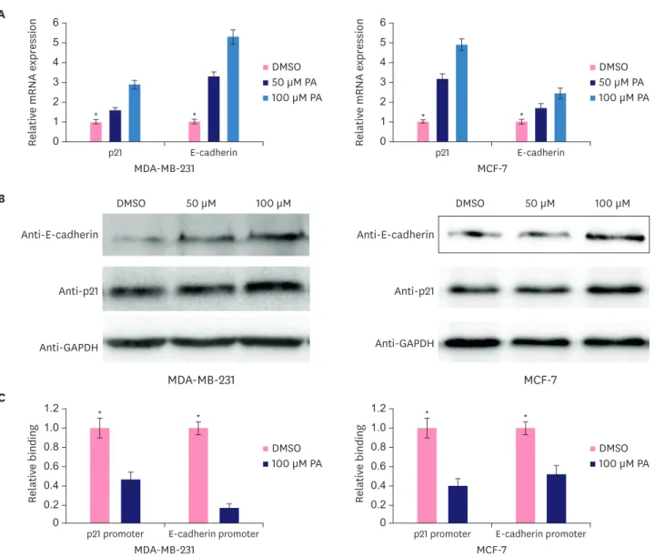 Figure 3. PA upregulates p21 and E-cadherin expression in MDA-MB-231 and MCF-7 cells. (A) PA upregulated p21 and E-cadherin mRNA expression in a dose- dose-dependent manner following treatment for 48 hours