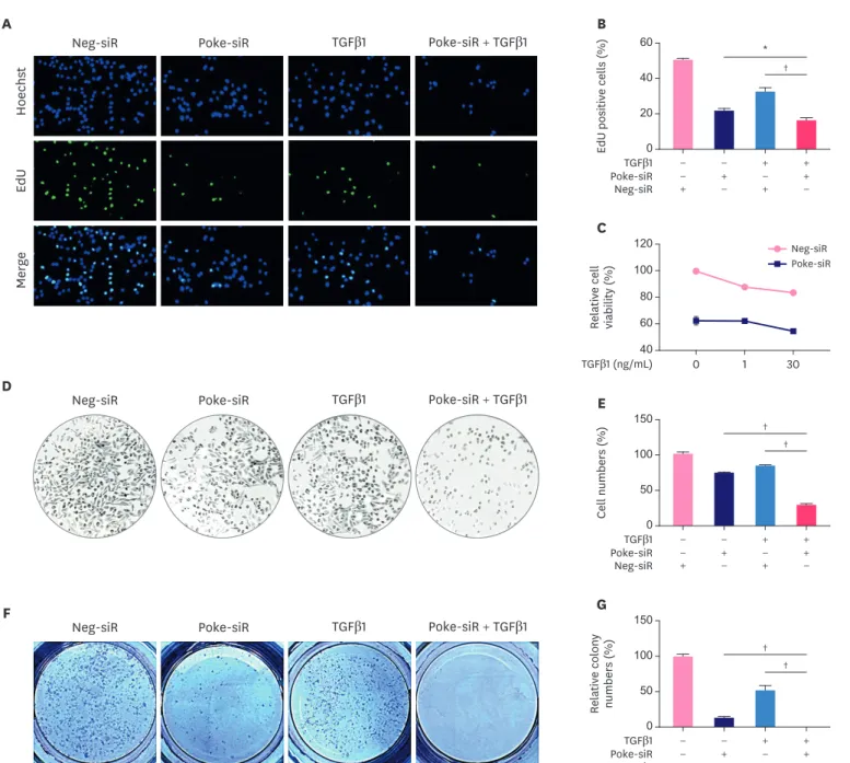 Figure 1. Aggravation of TGFβ-induced cell proliferation arrest after Pokemon deletion in breast cancer cells
