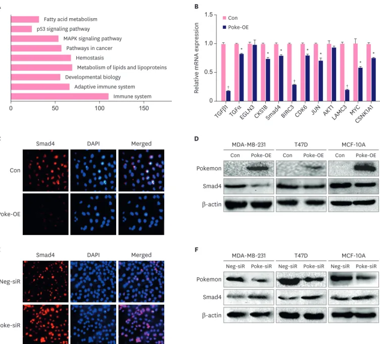 Figure 2. Negative connection between Pokemon and TGFβ-Smad4. (A) Up-regulation of Pokemon affected a series of cell signaling pathway, which was  evaluated by the gene array analysis
