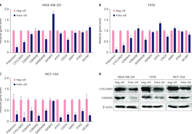 Figure 3. Pokemon regulation on multiple proliferation associated genes. (A-C) Quantitative real-time polymerase chain reaction assay identified that Pokemon  knockdown increased TGFβ1 gene level and reduced several proliferation-associated gene levels in 