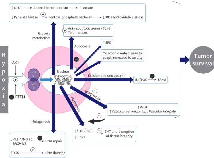 Figure 1. Diagram of the effects of hypoxia in tumor cells. 
