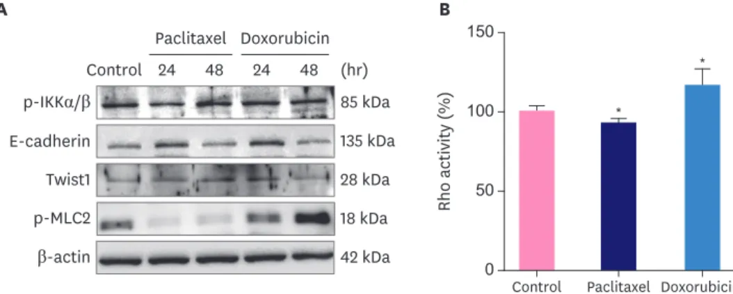 Figure 3. Effects of brief treatment with cytotoxic drugs on the expression of cell motility factors and RhoA  activity in MCF7 breast cancer cells