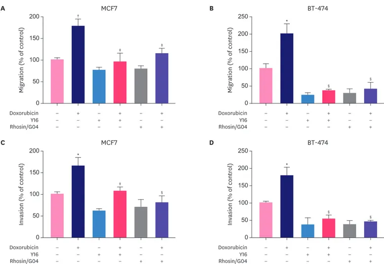 Figure 4. Rescue effects of RhoA inhibitors on cell migration and invasion promoted by doxorubicin in breast cancer cells