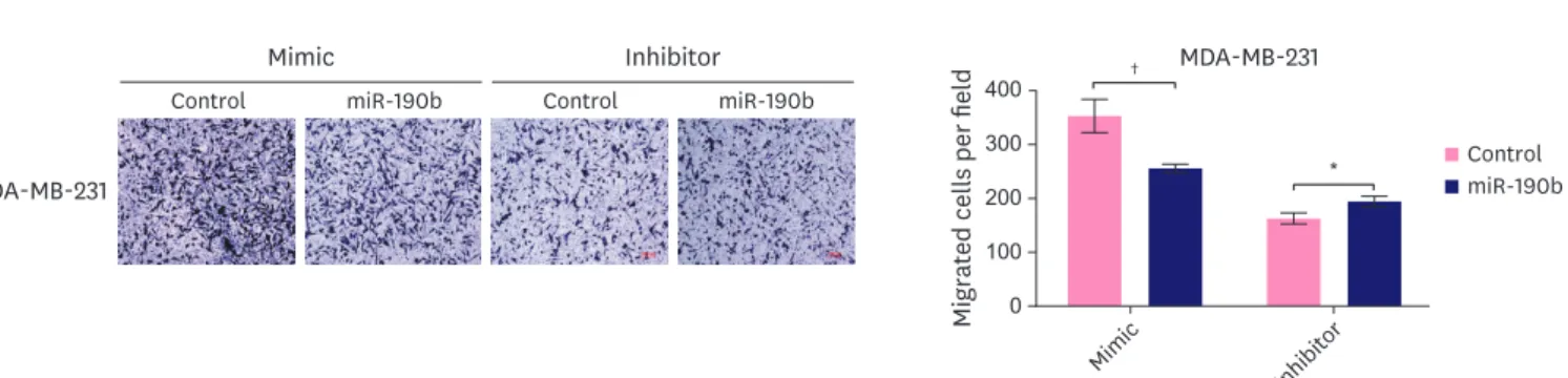 Figure 5. (Continued) Effect of miR-148b-3p, miR-190b and miR-429 on breast cancer cell migration