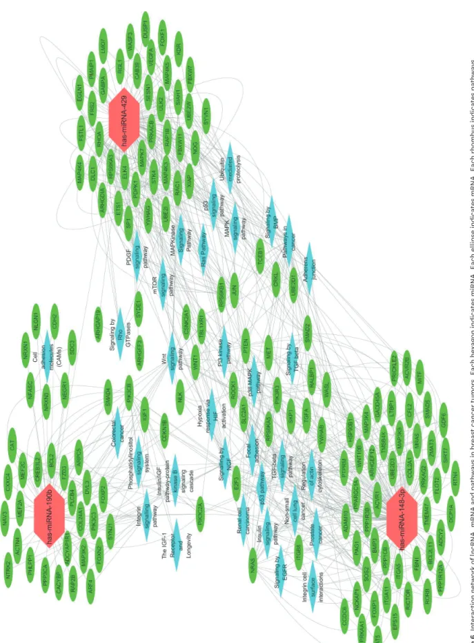 Figure 6. Interaction network of lncRNA, mRNA and pathways in breast cancer tumors. Each hexagon indicates miRNA