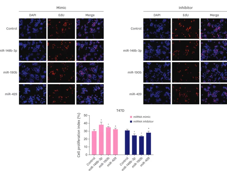 Figure 3. Effect of miR-148b-3p, miR-190b and miR-429 on breast cancer cell proliferation