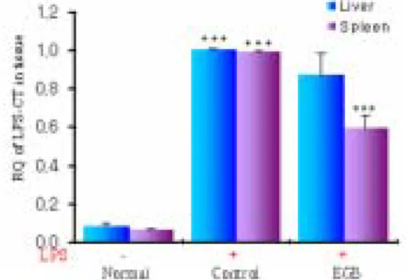 Fig.  12.  Effects  of  EGB  extract  on  IL-6  mRNA  expression  level  in  spleen  and  liver  following  LPS  co-treatment