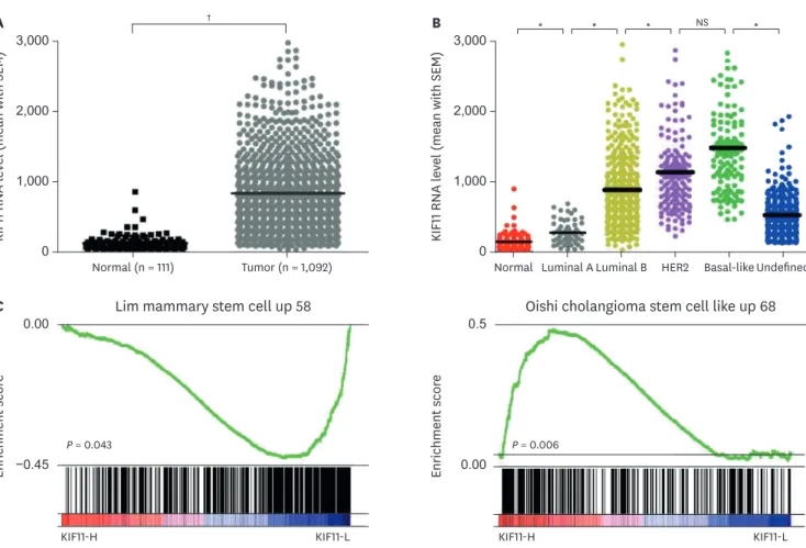 Figure 1. Upregulated KIF11 positively affects stem cell-regulating genes. (A) The RNA level of KIF11 in 1,092 breast cancer tissues (Tumor) compared with 111  adjacent normal bladder epithelial samples (Normal) in the TCGA profile validated the upregulati