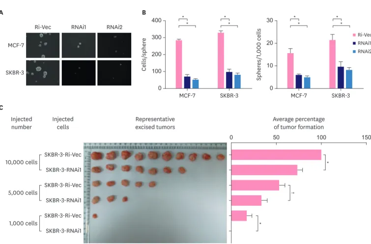 Figure 3. Silencing KIF11 attenuates the self-renewal ability of breast cancer cells. (A, B) Representative micrographs and colony numbers in the mammosphere  culture assay show that silencing KIF11 reduced mammosphere formation in MCF-7 and SKBR-3 cells