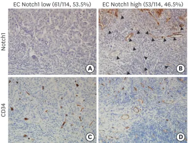 Figure 2. Immunohistochemical staining of CD34 and Notch1 in microvessels of TNBC tissues