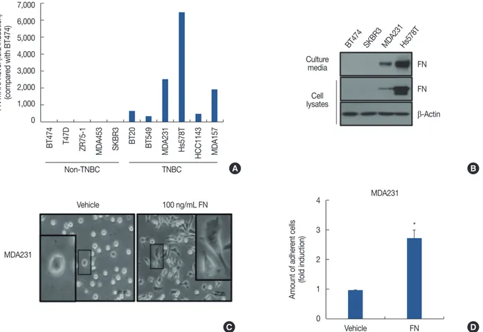 Figure 2. Level of fibronectin (FN) expression and role of FN in breast cancer cells. After serum starvation for 24 hours, the levels of FN mRNA and  protein expression were analyzed by real-time polymerase chain reaction (A) and western blotting (B), resp