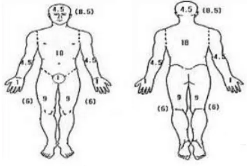 Fig. 1. Area of atopy dermatitis in SCORAD 가, 12시가 넘어서는 소양감이 줄어드는 모습을 보이며 편히 수면을 취한다. (発潮热)② 小柴胡湯*   :  아토피가 심해진 이후로 전에 비해 아침에 일어나는 것이 힘들어하는 상황이 관찰되었다