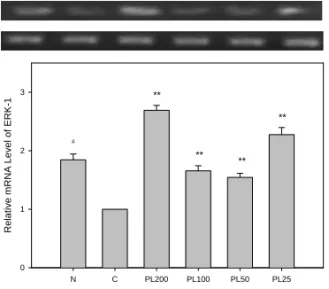 Fig.  9.  Effects  of  PL  on  the  expression  of  PKCβ  in  B16F10  cells. Normal(N):  Vehicle  Control(C):  α-MSH  (10  μM) PL200:  α-MSH  (10  μM)  +  200  ㎍/㎖  of  PL PL100:  α-MSH  (10  μM)  +  100  ㎍/㎖  of  PL PL50:  α-MSH  (10  μM)  +  50  ㎍/㎖  of 