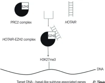 Figure 3. HOTAIR in basal-like breast cancer. HOTAIR forms a complex  with the enhancer of zeste homolog 2 (EZH2) subunit of the polycomb  repressor complex 2 (PRC2) complex, which leads to H3K27  trimethyl-ation and maintenance of the basal-like phenotype