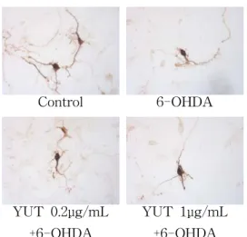 Fig.  9.  Inhibitory  effect  of  YUT  on  the  TNF-α  production  treated  by  6-OHDA  in  mesencephalic  dopaminergic  neurons