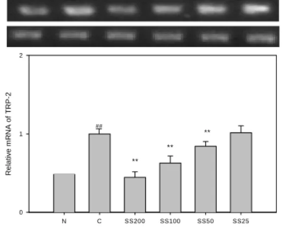 Fig.  4.  Effects  of  SS  on  the  expression  of  TRP-1  in  B16F10  melanoma  cells