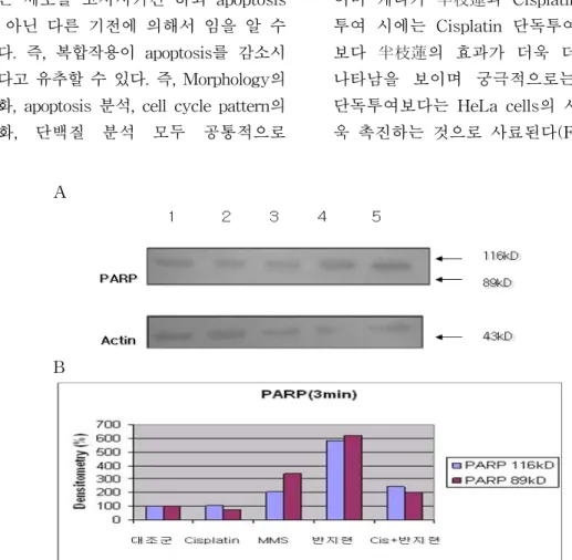 Fig.  6.  The  PARP  Cleavage  Changes  by  Western  Blot  Analysis  of  Cisplatin  and  S