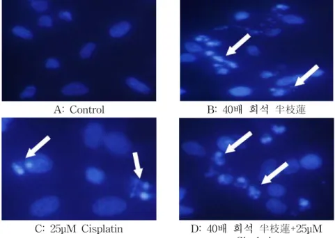 Fig.  4.  DNA  Fragments  of  Nuclei  Were  Observed  in  HeLa  cells  by  DAPI  Staining