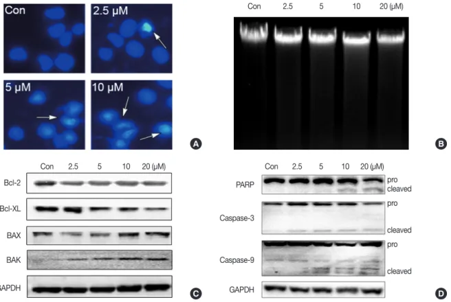 Figure 2. Effect of isocryptotanshinone (ICTS) on cell cycle distribution of MCF-7 cells