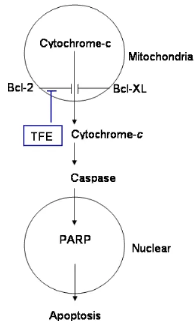 Fig.  8.  TFE  induces  apoptosis  via  the  inhibition  of  Bcl-2  expression.