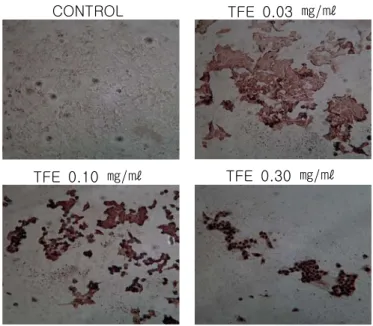 Fig.  3.  TUNEL  assay  of  TFE-treated  MCF-7  cells