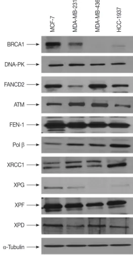 Figure 1. Expression of proteins involved in different DNA repair sys- sys-tems. MCF7, MDA-MB-231, MDA-MB-436, and HCC-1937 were lysed  and protein expression analyzed by western blot