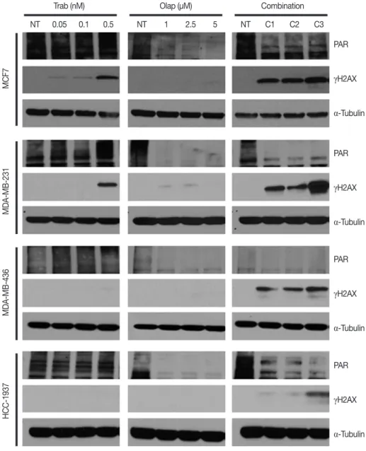 Figure 2 summarizes the results of cell cycle perturbations  after 24 hours of exposure to trabectedin and olaparib alone  and in combination in the four breast cancer cell lines