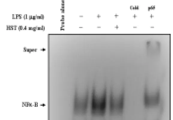 Fig.  8.  Effects  of  HST  on  LPS-induced  NF-κB  activation  in  RAW264.7  cells. 
