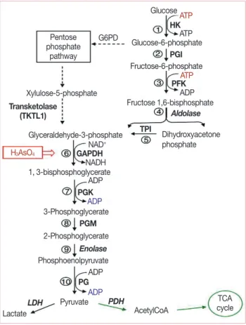 Figure 1. Glycolytic pathway and its metabolic interconnection with the  pentose-phosphate pathway